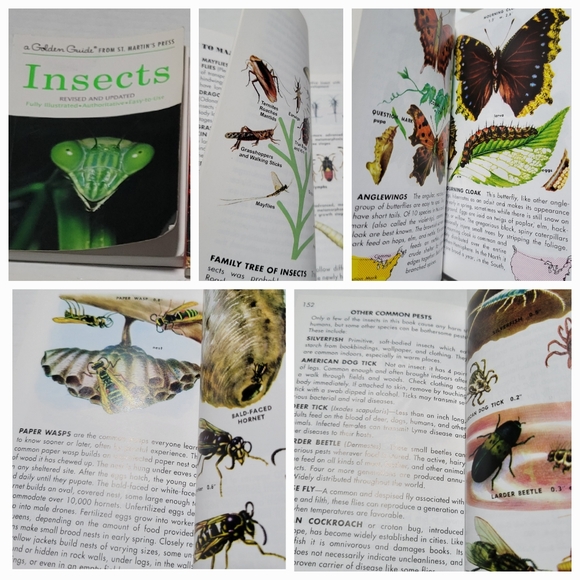 Set of 7 GOLDEN PRESS NATURE / SCIENCE GUIDES Insects, Trees, Birds, Wildflowers - Picture 4 of 10